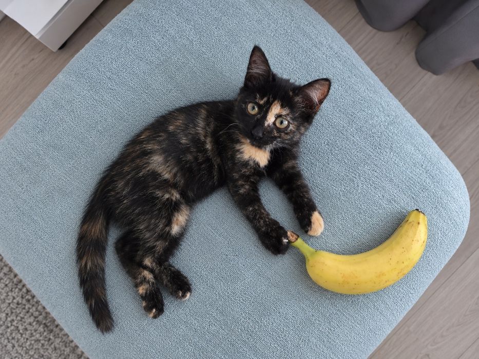 Кошечка ищет свою семью