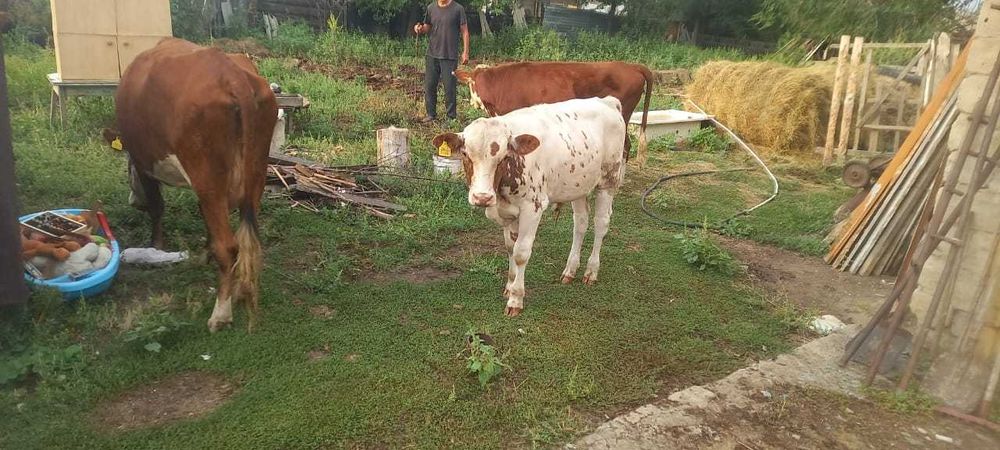 Продам КРС разных возрастов