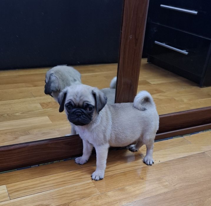 Fetita MOPS/PUG /PAG transport in EUROPA