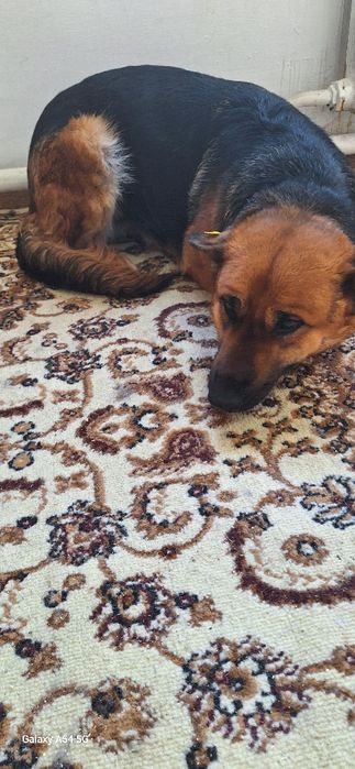 В добрые руки  девочка