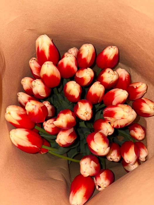 Тюльпаны оптом и в розницу