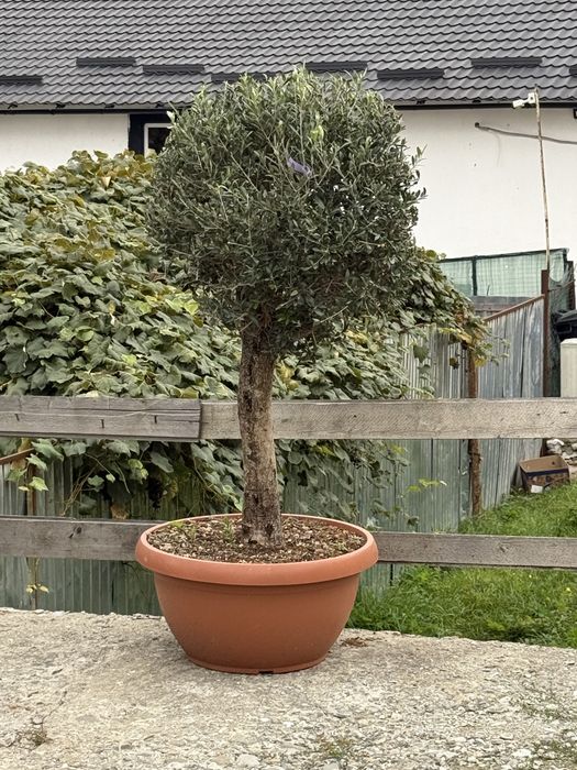 Bonsai cedru maslin enuperi canadieni sau tarator cryptomenia japonica glob tija din goldrider sau arizonica