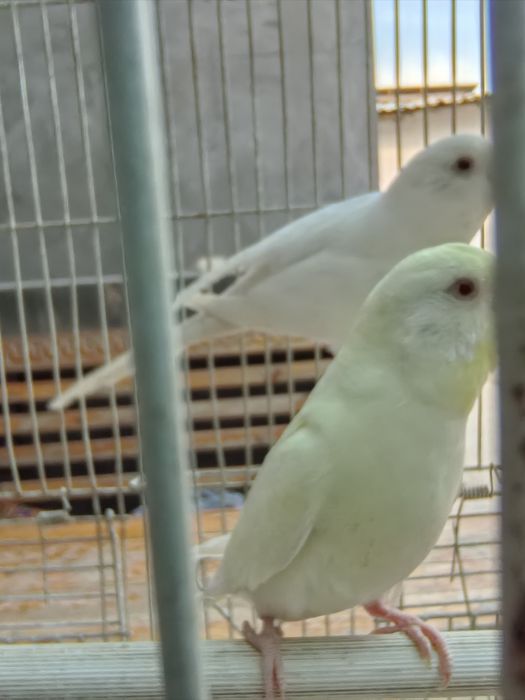 Valnistiy albinos oq