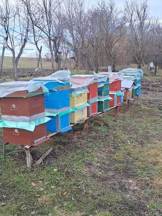 Vând 10 famili de albine cu tot cu lăzi