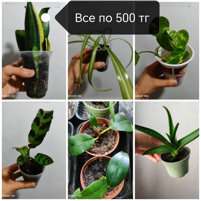 , сансевиерия, алое,Замиокулкас, спатифиллум фикус