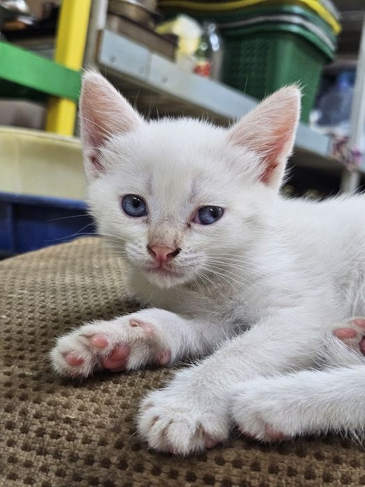 Котята (чуть больше 1 месяца)