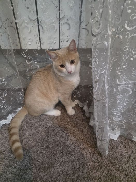 Отдадим кота в добрые руки бесплатно