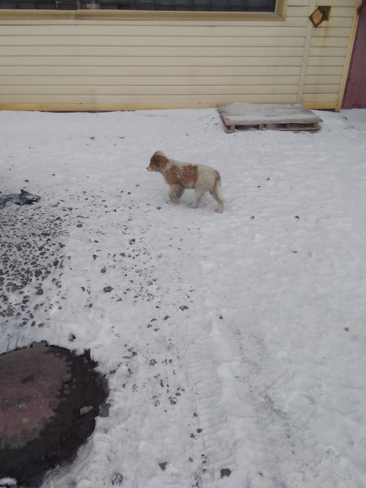 Отдам щенят в хорошие руки