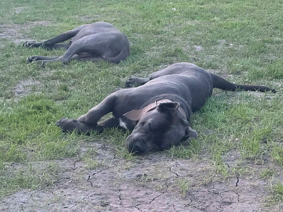 Кане корсо сиви малчовци