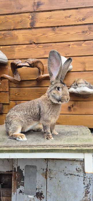 Зайци , великани