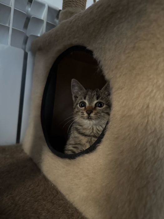 Найден котенок. Ищу для нее хозяев.