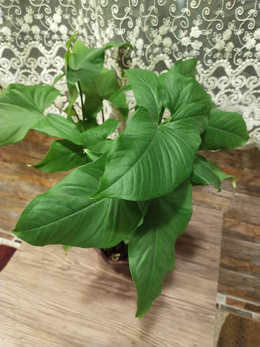 Продается Сингониум Денежное дерево