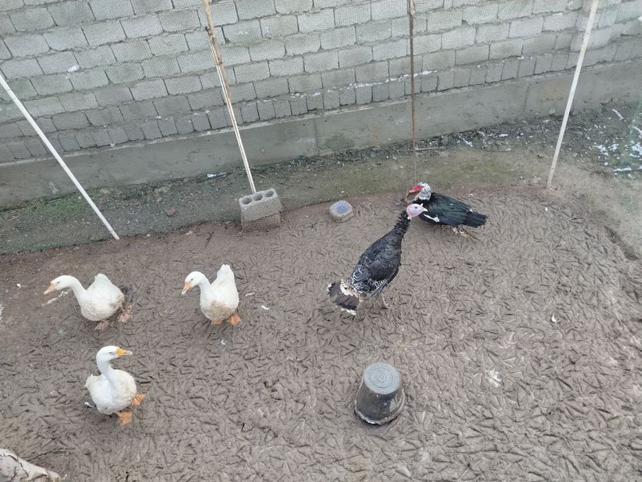 Продаются индюки гуси и утка