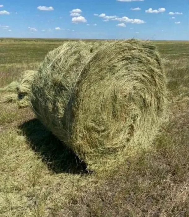 Продам сено тюках