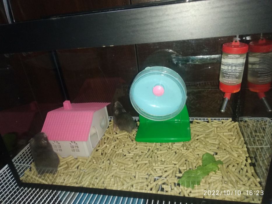 Аквариум с хомячками