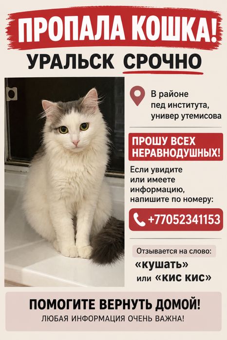Пропала кошка город уральск