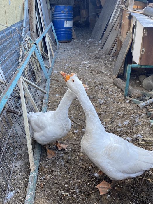 Продам гусей мальчик и девочка выывыыыыыыыыы