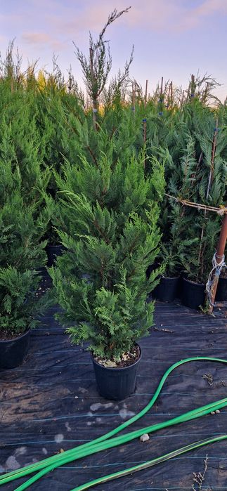 Cupressocyparis leylandi- cupressocyparis arizonica