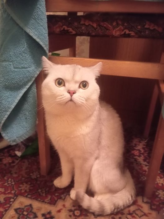 Серебристый Шиншилла