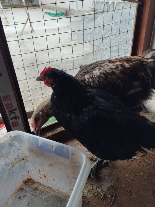 Qora tovuq tuxumlari