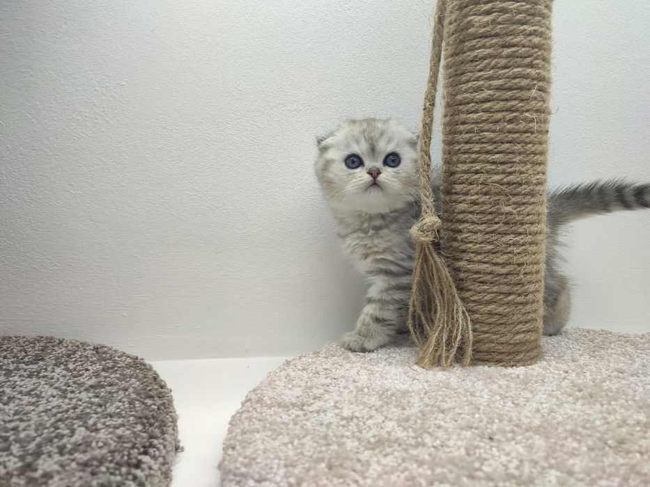 висЛоуХие ПлЮшевыЕ коТята