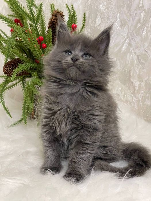 Шикарный мальчик мейнкун