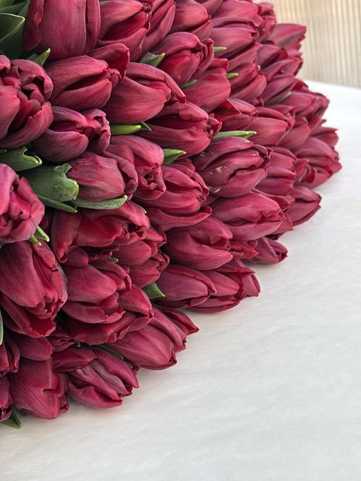 Тюльпаны  оптом и в розницу!