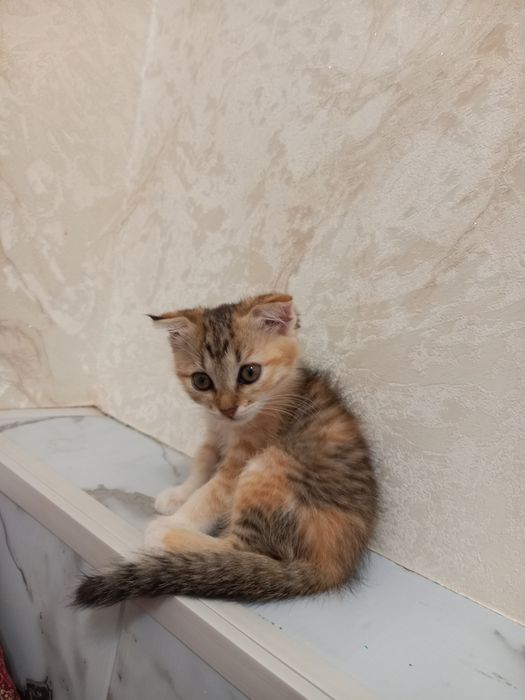 котёнок девочка принцесса  2 месяца