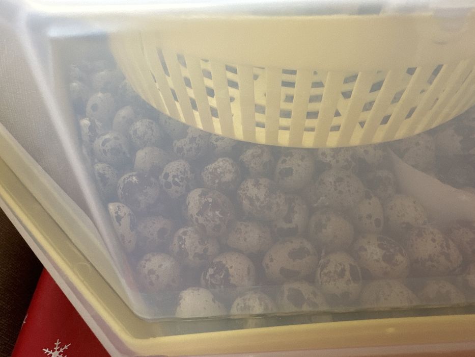 Pui prepelite de o zi,prepelite(diferite vârste și rase oua /carne)