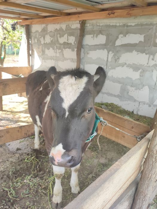 Vând vițică 6 luni !