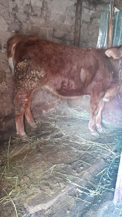 Продам телочку ю