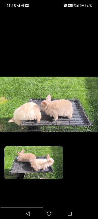 Продаётся Кролик Карлики