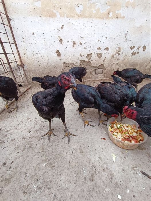 Мокилар сотилади