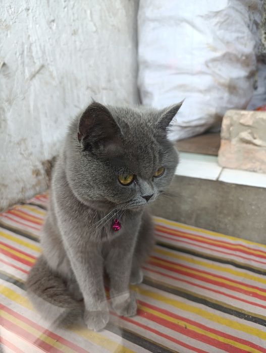 Уй мушуги.киз бола