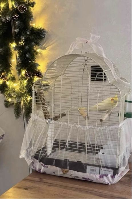 Попугай  Корелла