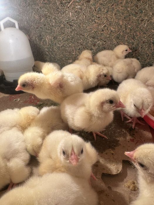 Цыплята бройлеры суточные