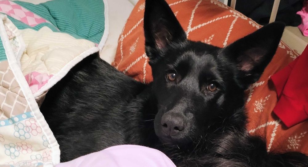 Adoptie catelusa 8 luni