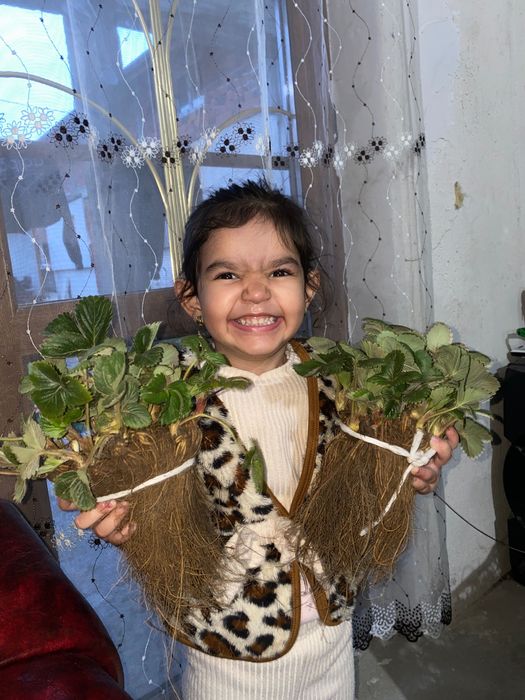 Качествен разсад ягоди и малини