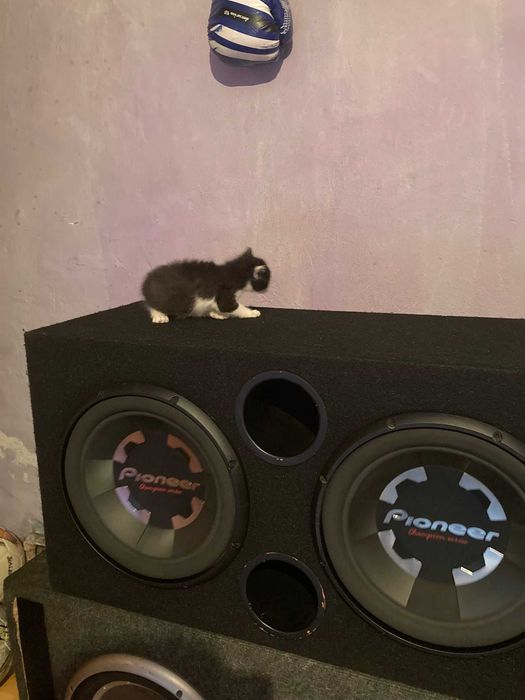 Subwoofer auto Pioneer
