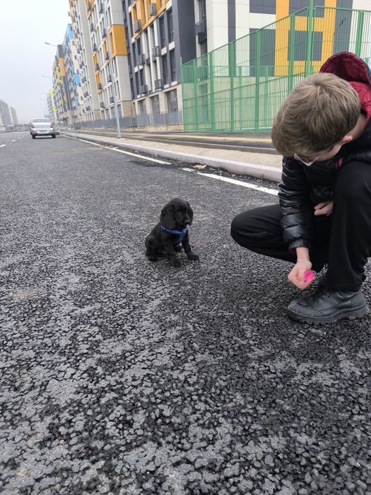 Продам щенка русский спаниель