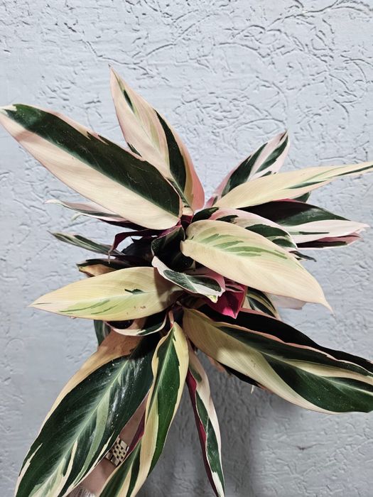 Продам комнатные цветы