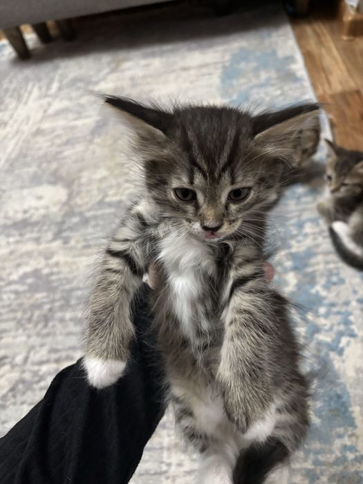 Отдам котят в добрые руки ! 2 месяца