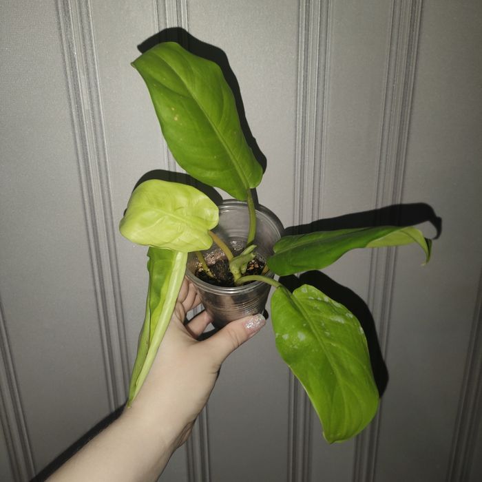 Цветы комнатные разные