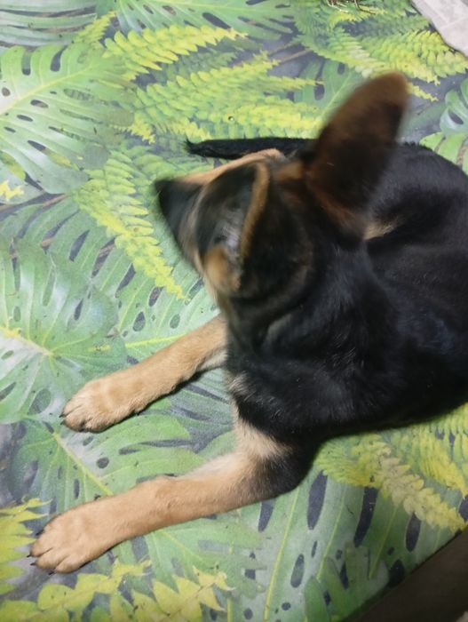 Щенок немецкой овчарки