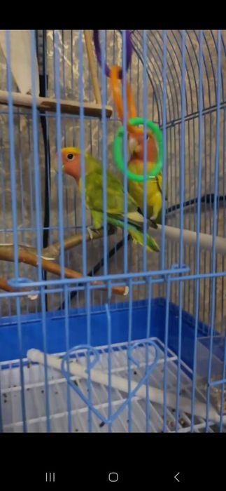 Неразлучники розовощёкие