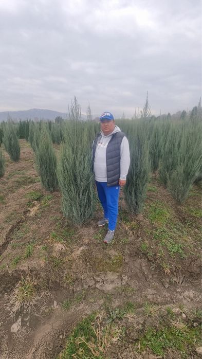 Голубые ели, Зеленые ели, Моржевкльник