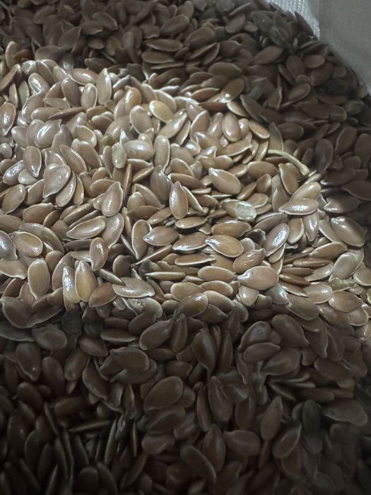 Семена льна северный