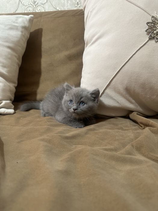 Шатландские котята