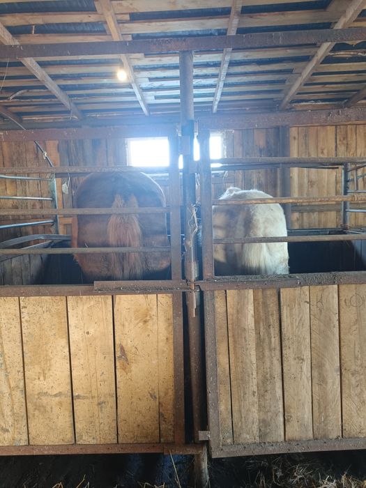 Продам жеребчиков апрельских 2 леток