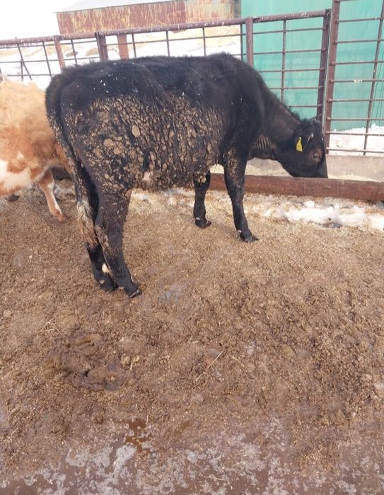 Продам 7 телок год и два месяца